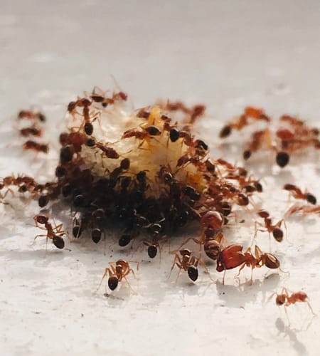 The Effective Ways To Get Rid Of Ants In Your Room